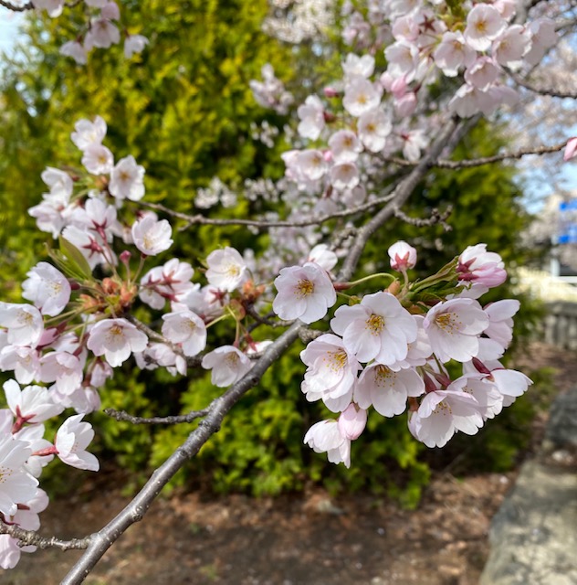 ＧＷに小樽の桜が満開！特化ブログ実践記NO27